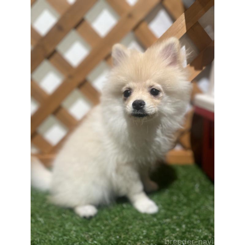 販売中の沖縄県のポメラニアン-419998の2枚目