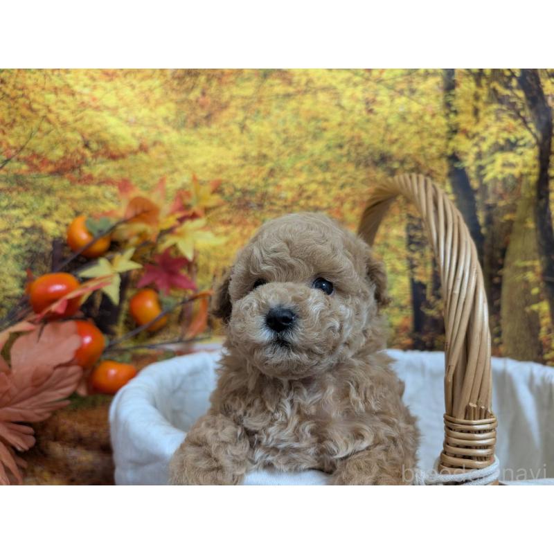 販売中の愛知県のタイニープードル-430582の4枚目