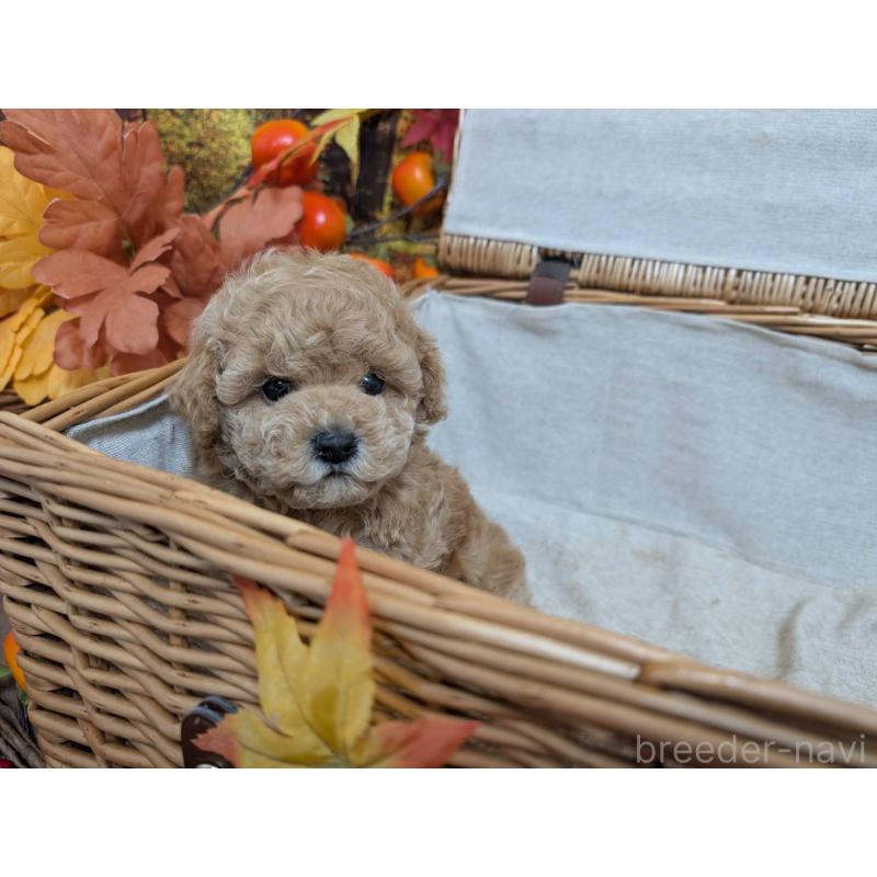 販売中の愛知県のタイニープードル-430582の3枚目