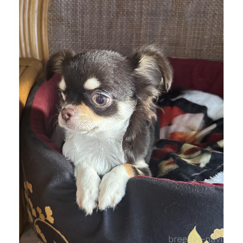 販売中の福井県のチワワ(ロングコート)-411917の3枚目