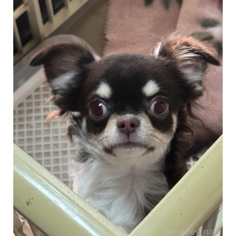 販売中の福井県のチワワ(ロングコート)-411917の2枚目