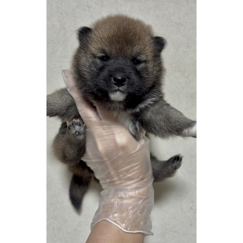 販売中の愛知県の豆柴-430584の6枚目