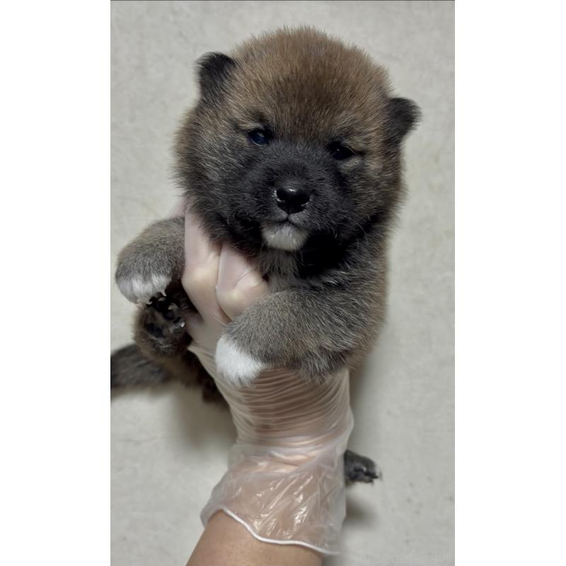 販売中の愛知県の豆柴-430584の5枚目