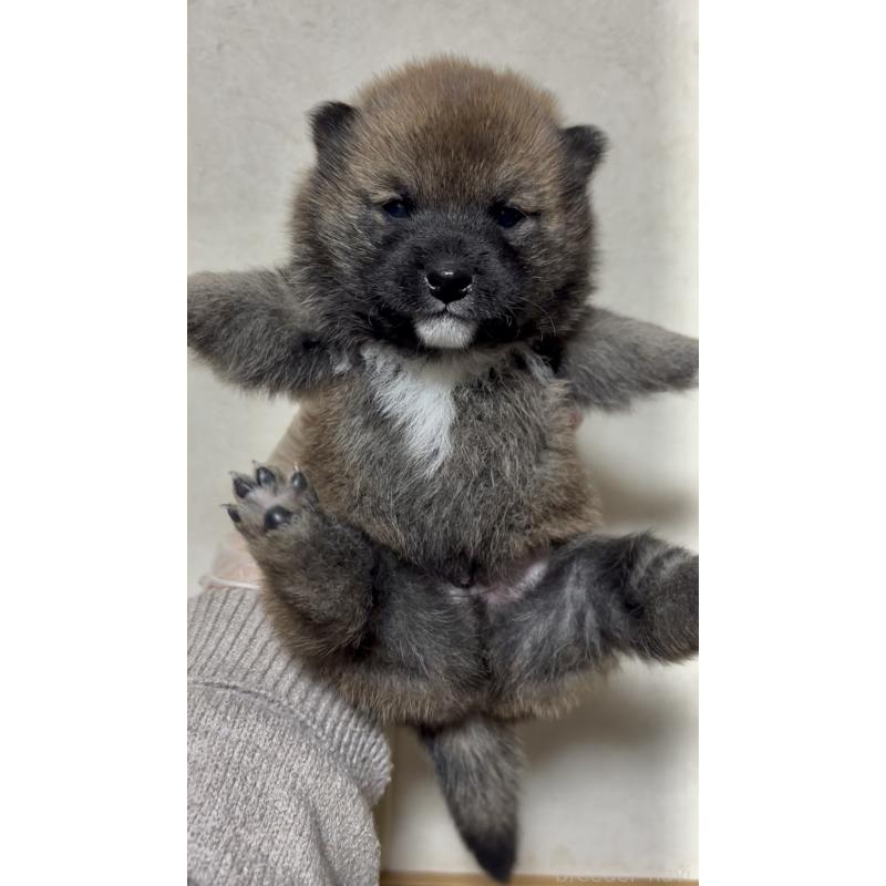 販売中の愛知県の豆柴-430584の4枚目