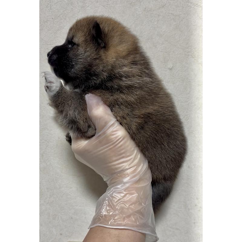 販売中の愛知県の豆柴-430584の3枚目