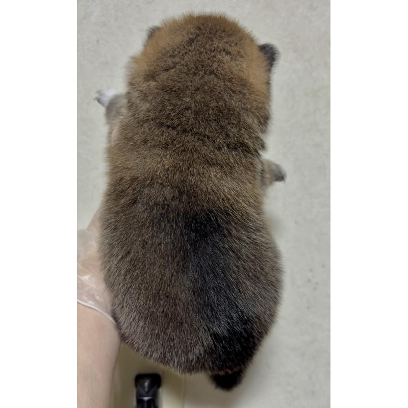 販売中の愛知県の豆柴-430584の2枚目