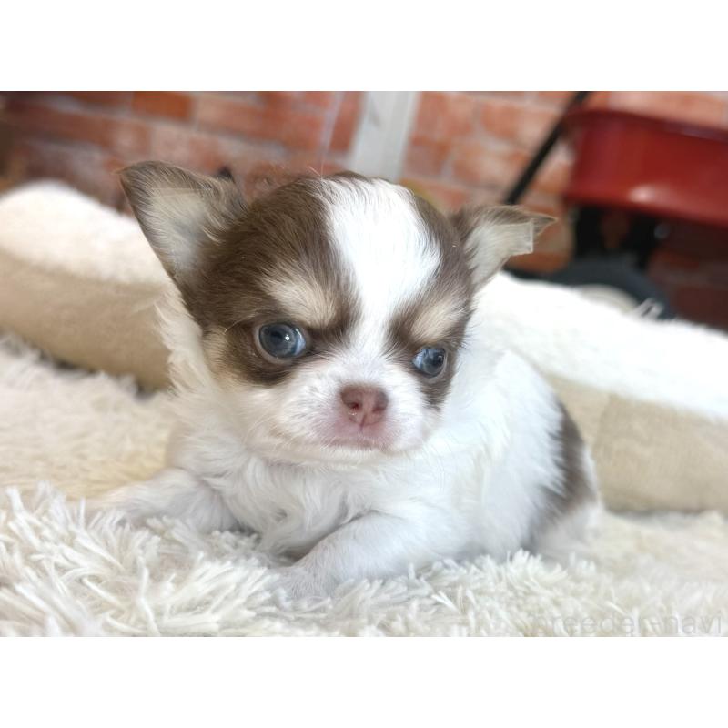 販売中の神奈川県のチワワ(ロングコート)-430586の5枚目