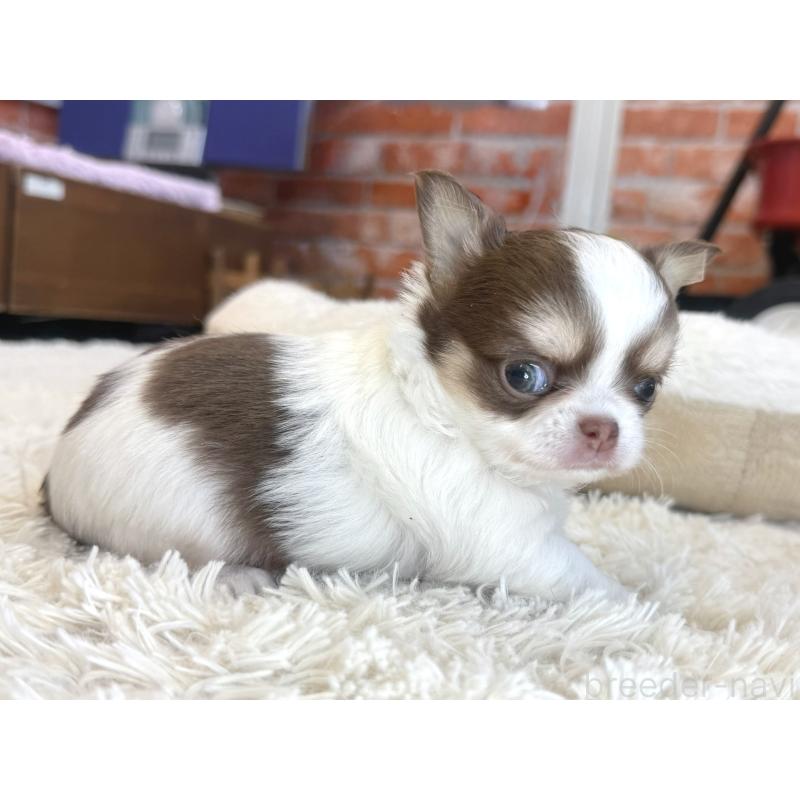 販売中の神奈川県のチワワ(ロングコート)-430586の4枚目