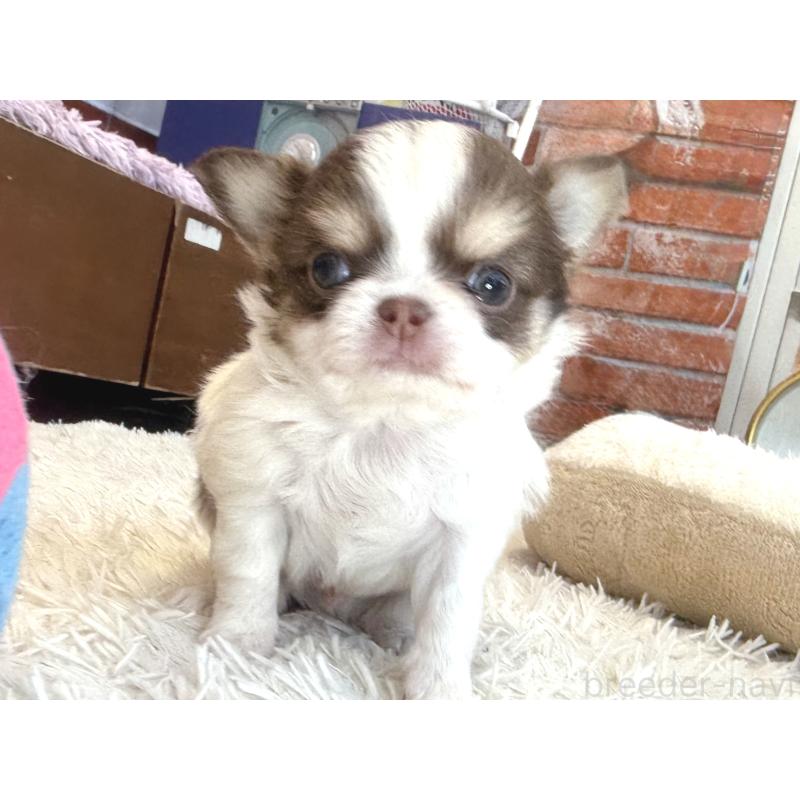 販売中の神奈川県のチワワ(ロングコート)-430586の3枚目