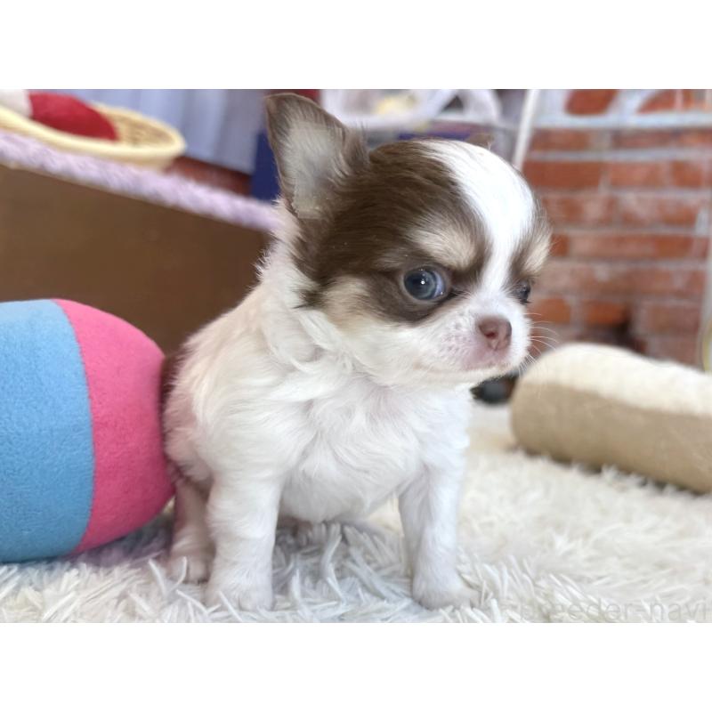 販売中の神奈川県のチワワ(ロングコート)-430586の2枚目