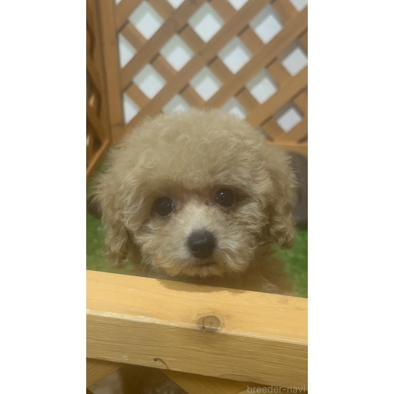 販売中の沖縄県のトイプードル-424455の4枚目