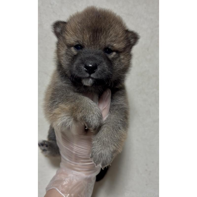 販売中の愛知県の豆柴-430588の9枚目