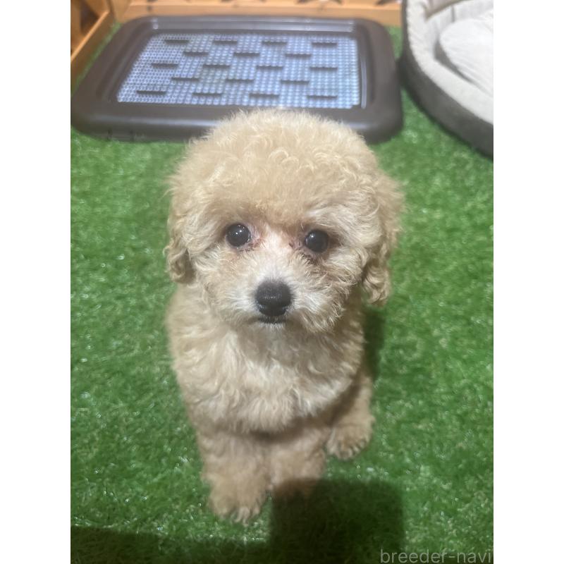 販売中の沖縄県のトイプードル-424455の3枚目