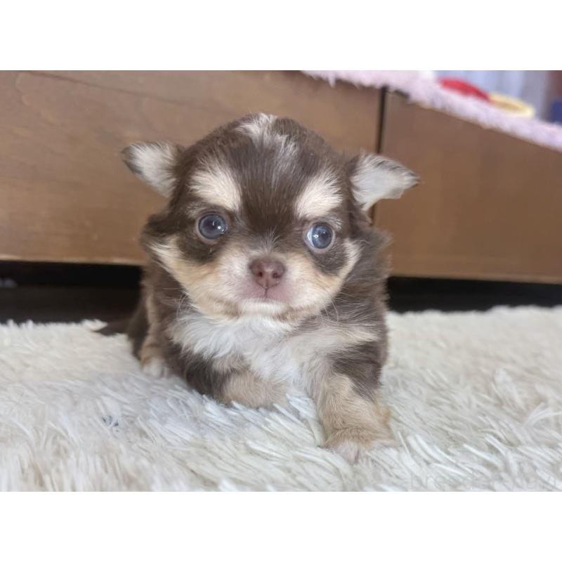 販売中の神奈川県のチワワ(ロングコート)-430587の5枚目