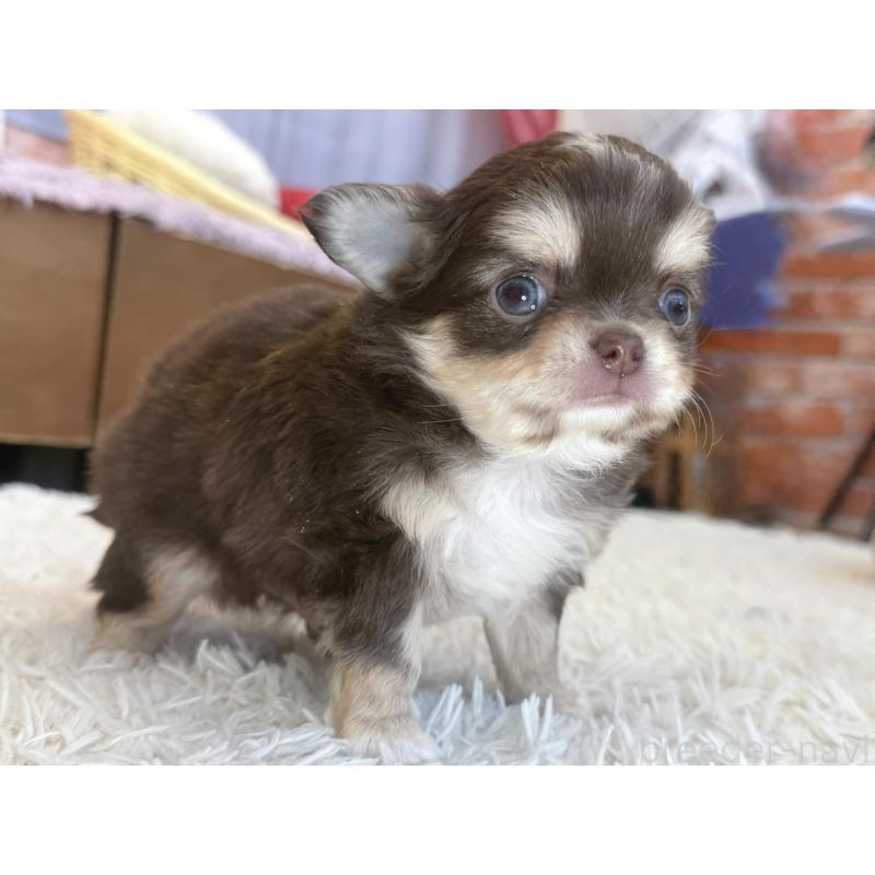 販売中の神奈川県のチワワ(ロングコート)-430587の4枚目