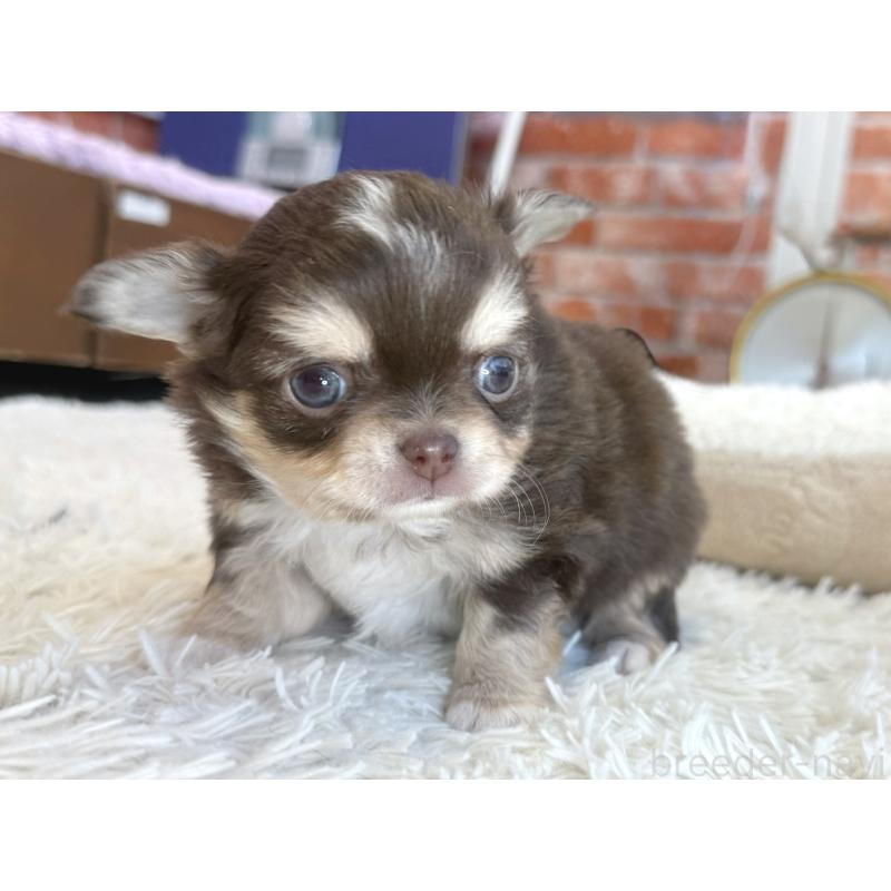 販売中の神奈川県のチワワ(ロングコート)-430587の3枚目