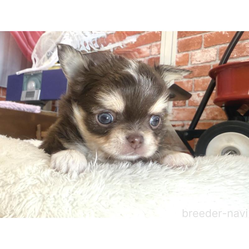 販売中の神奈川県のチワワ(ロングコート)-430587の2枚目