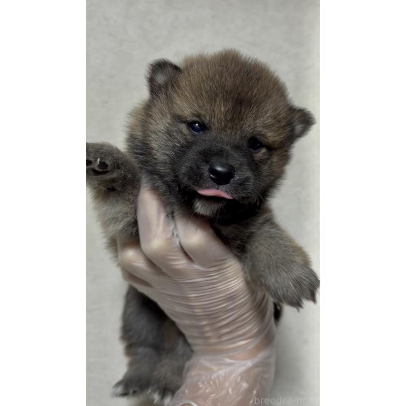 販売中の愛知県の豆柴-430588の7枚目