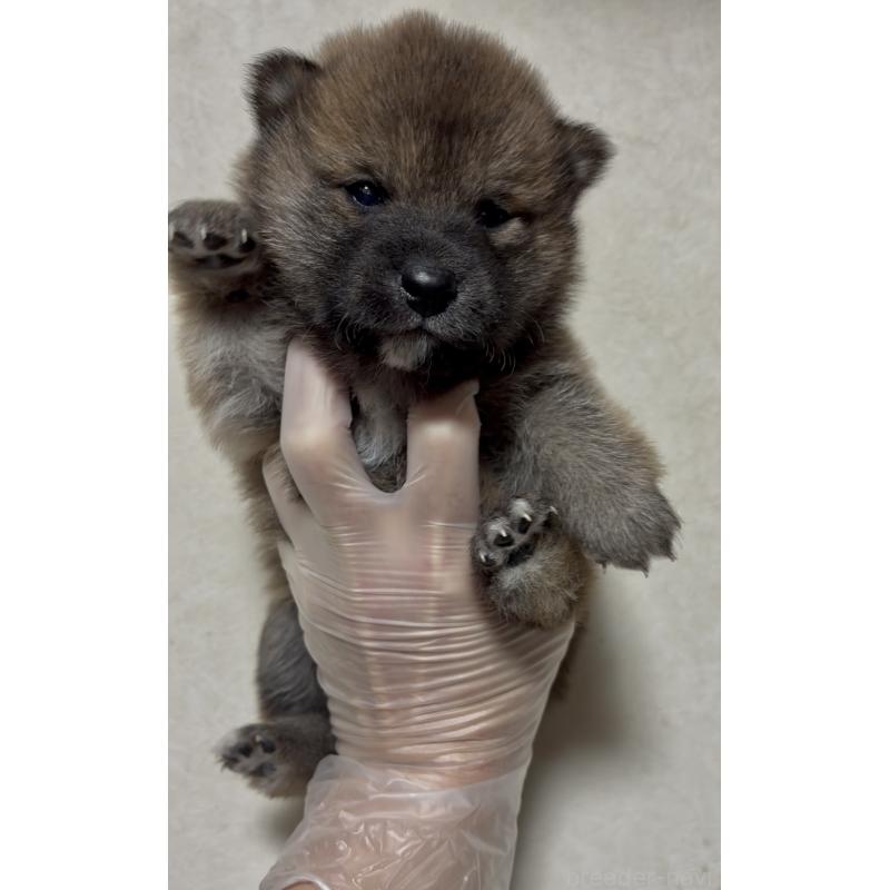 販売中の愛知県の豆柴-430588の5枚目