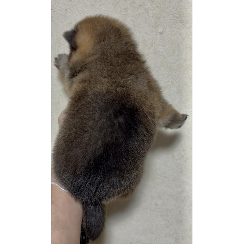 販売中の愛知県の豆柴-430588の3枚目