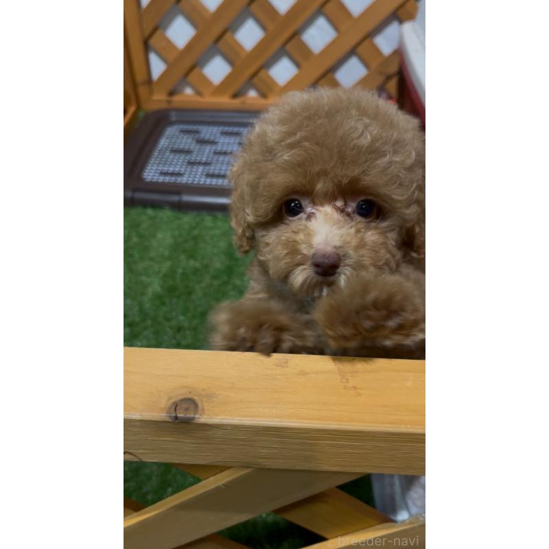 販売中の沖縄県のトイプードル-424454の3枚目