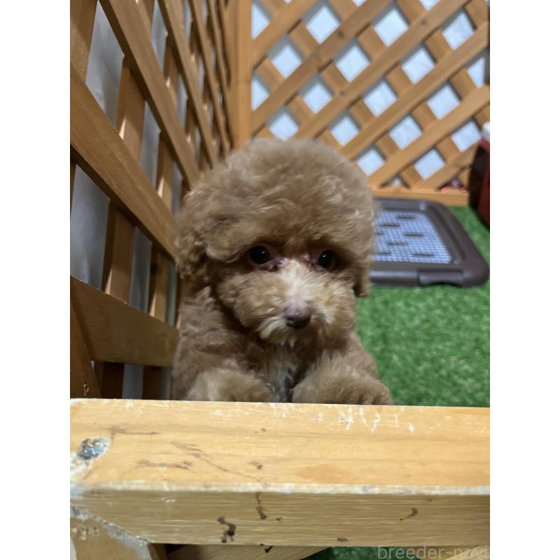 販売中の沖縄県のトイプードル-424454の2枚目