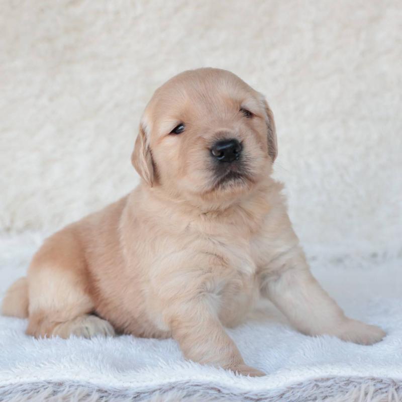 販売中の埼玉県のゴールデンレトリーバー-430589の7枚目