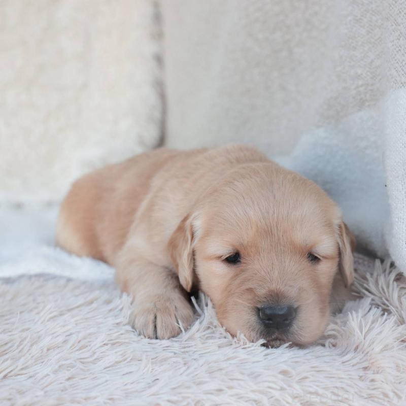 販売中の埼玉県のゴールデンレトリーバー-430589の6枚目