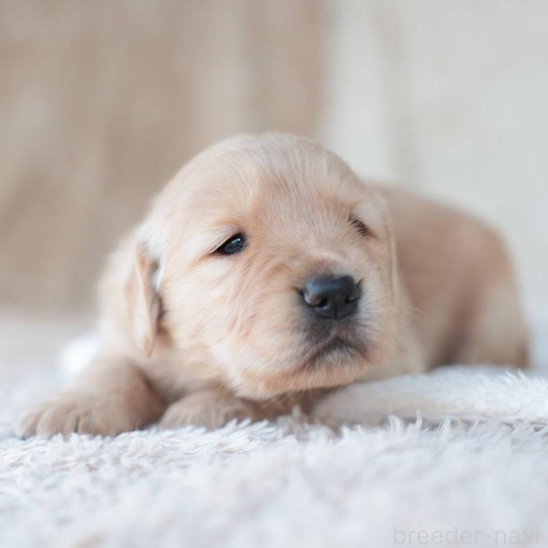 販売中の埼玉県のゴールデンレトリーバー-430589の1枚目