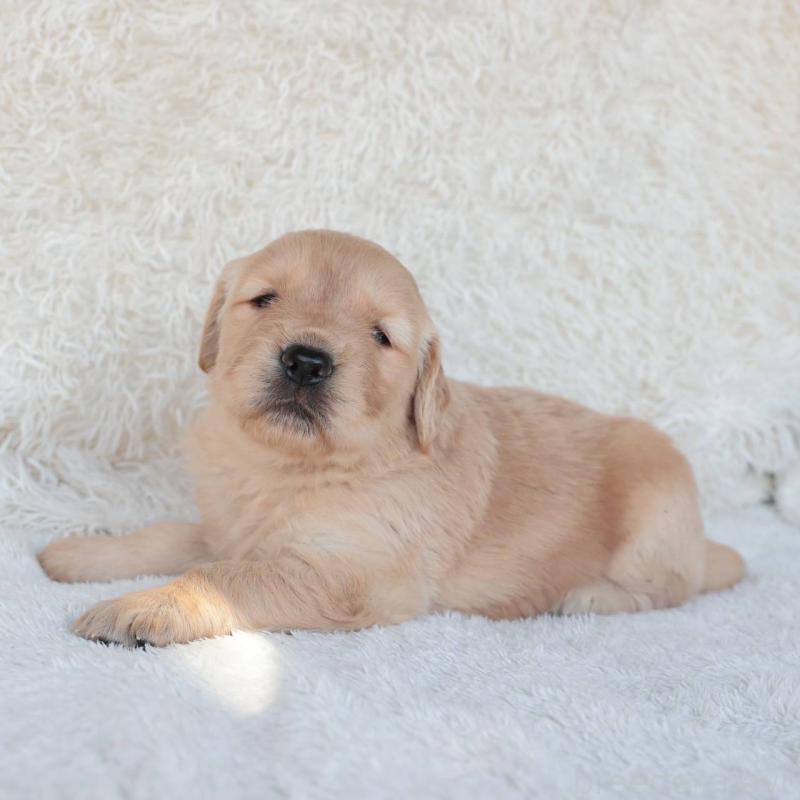 販売中の埼玉県のゴールデンレトリーバー-430589の4枚目