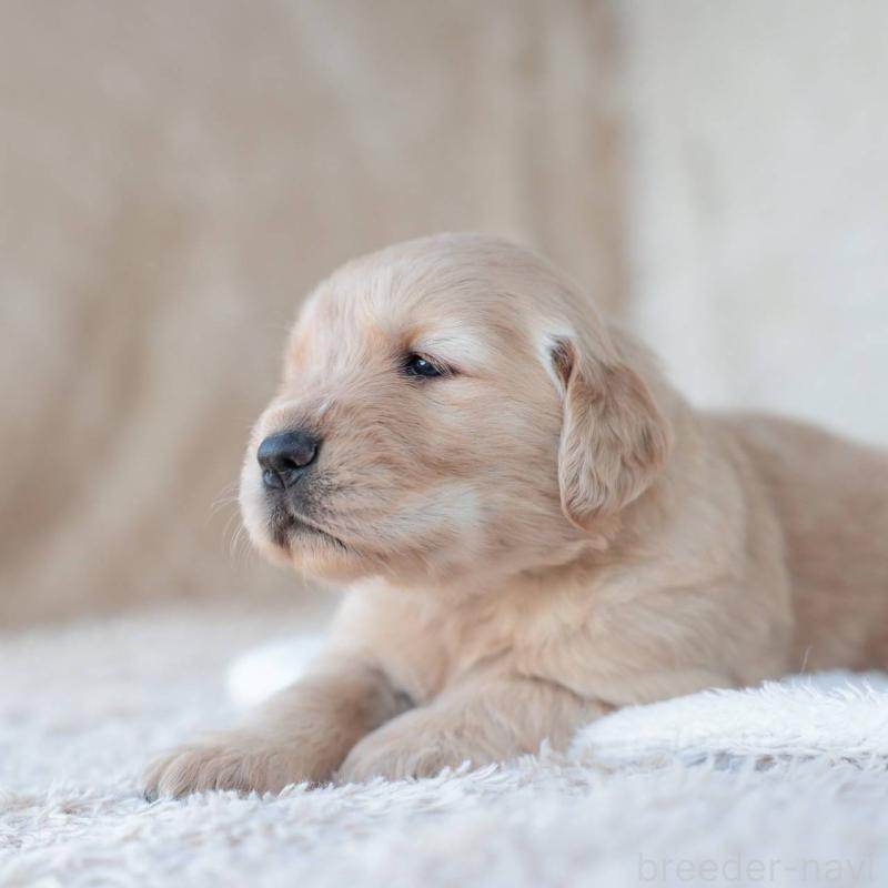 販売中の埼玉県のゴールデンレトリーバー-430589の5枚目