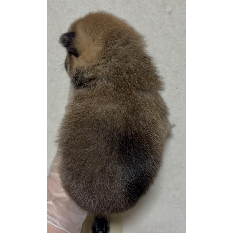 販売中の愛知県の豆柴-430590の4枚目