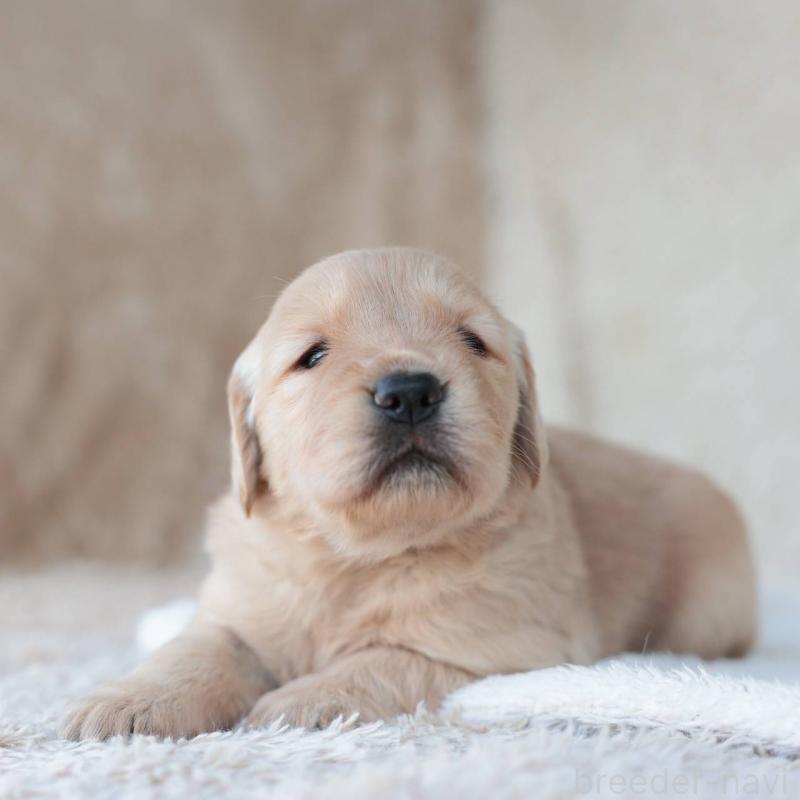 販売中の埼玉県のゴールデンレトリーバー-430589の3枚目