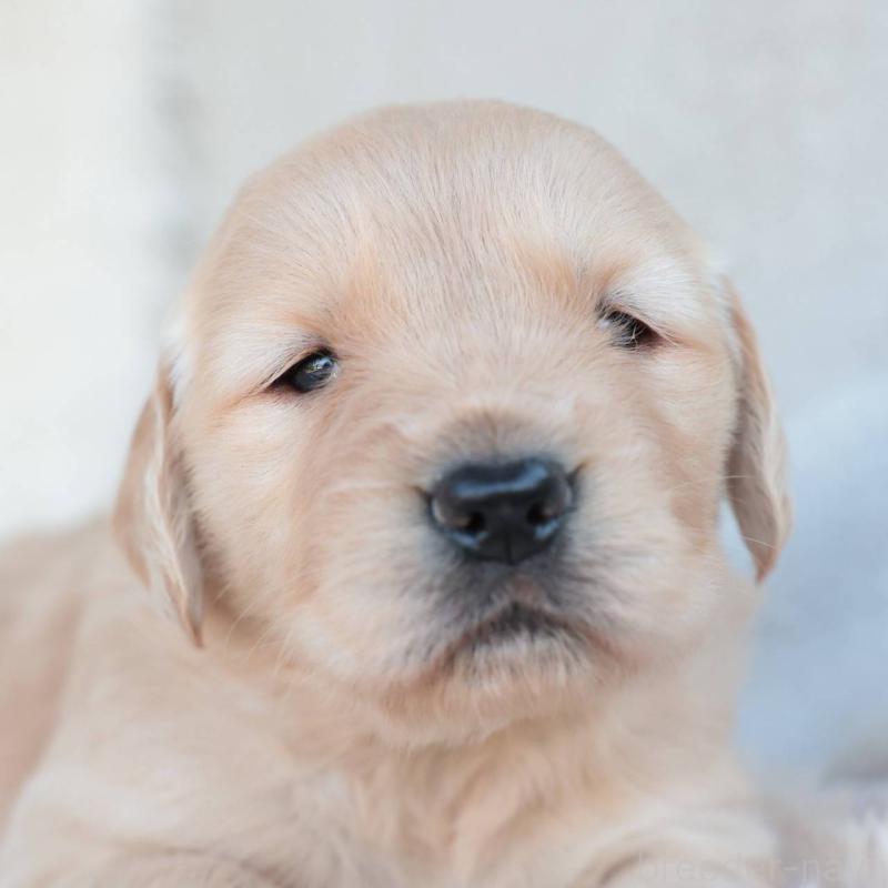 販売中の埼玉県のゴールデンレトリーバー-430589の2枚目