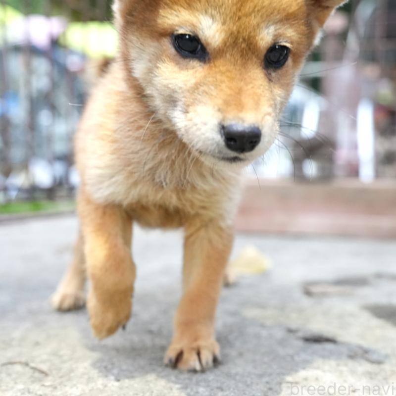 販売中の千葉県の豆柴-430843の1枚目