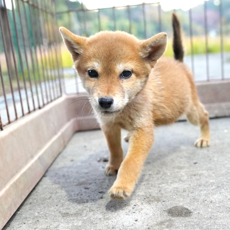販売中の千葉県の豆柴-430843の6枚目