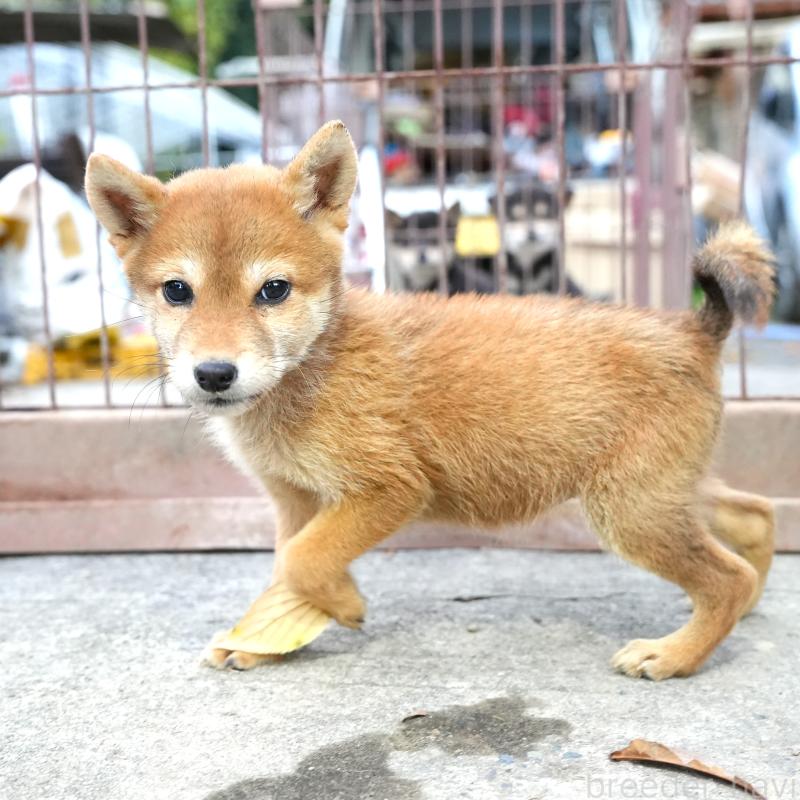 販売中の千葉県の豆柴-430843の5枚目