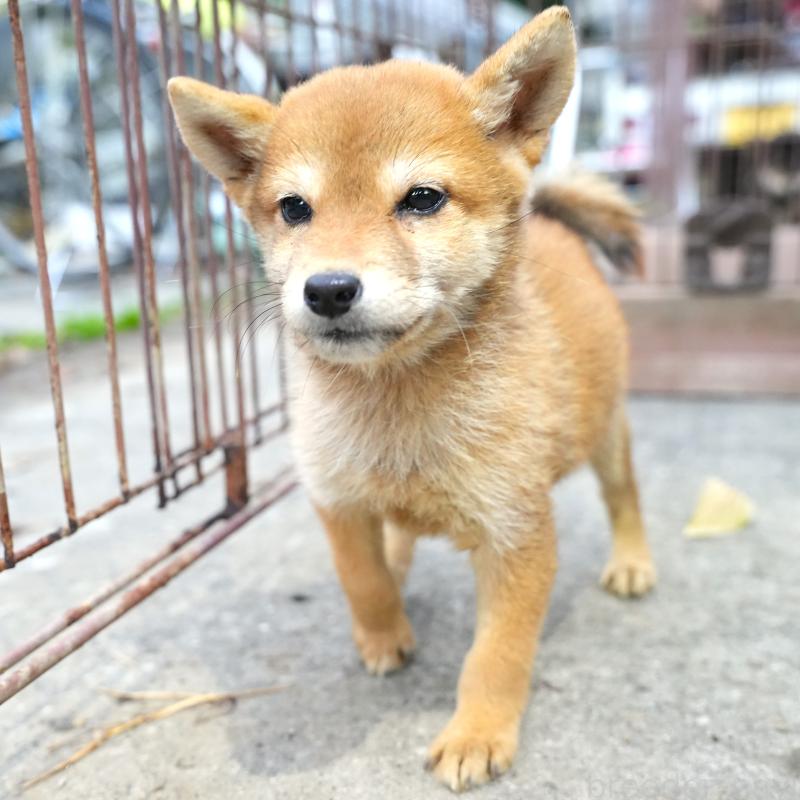 販売中の千葉県の豆柴-430843の4枚目