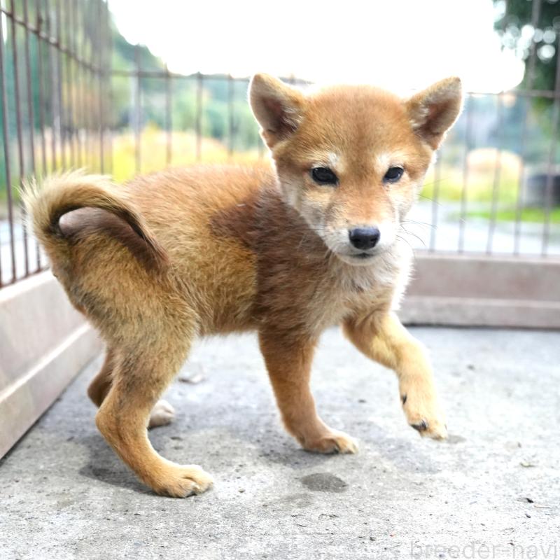 販売中の千葉県の豆柴-430843の3枚目