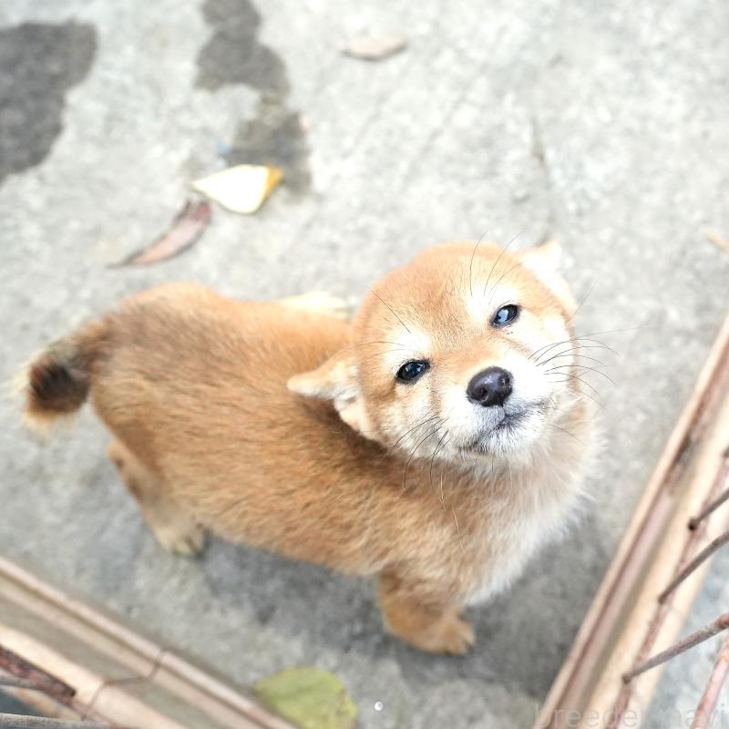 販売中の千葉県の豆柴-430843の2枚目