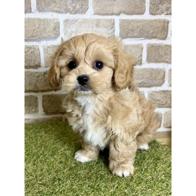 販売中の大阪府のミックス犬-430844の5枚目