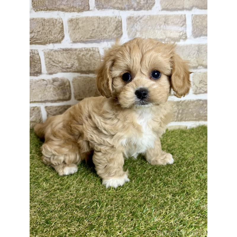 販売中の大阪府のミックス犬-430844の3枚目