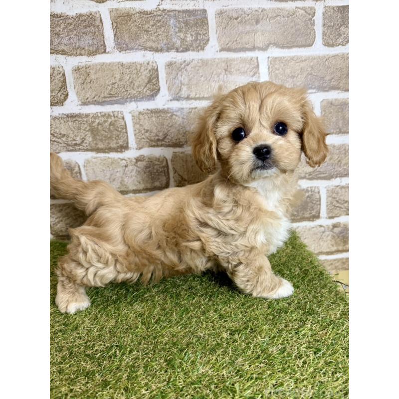 販売中の大阪府のミックス犬-430844の2枚目