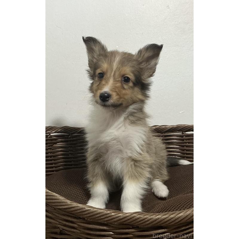 成約済の神奈川県のシェットランドシープドッグ(シェルティ)-423635の2枚目