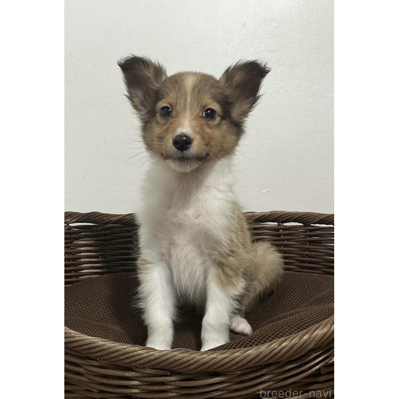 成約済の神奈川県のシェットランドシープドッグ(シェルティ)-423636の2枚目