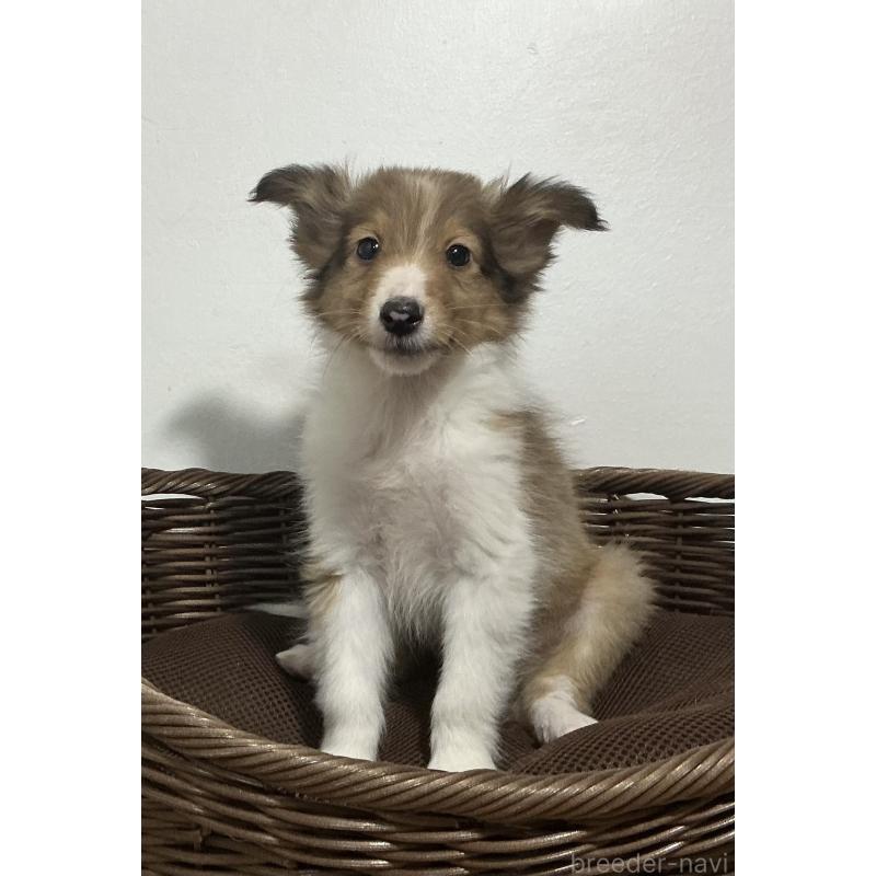 成約済の神奈川県のシェットランドシープドッグ(シェルティ)-423637の2枚目