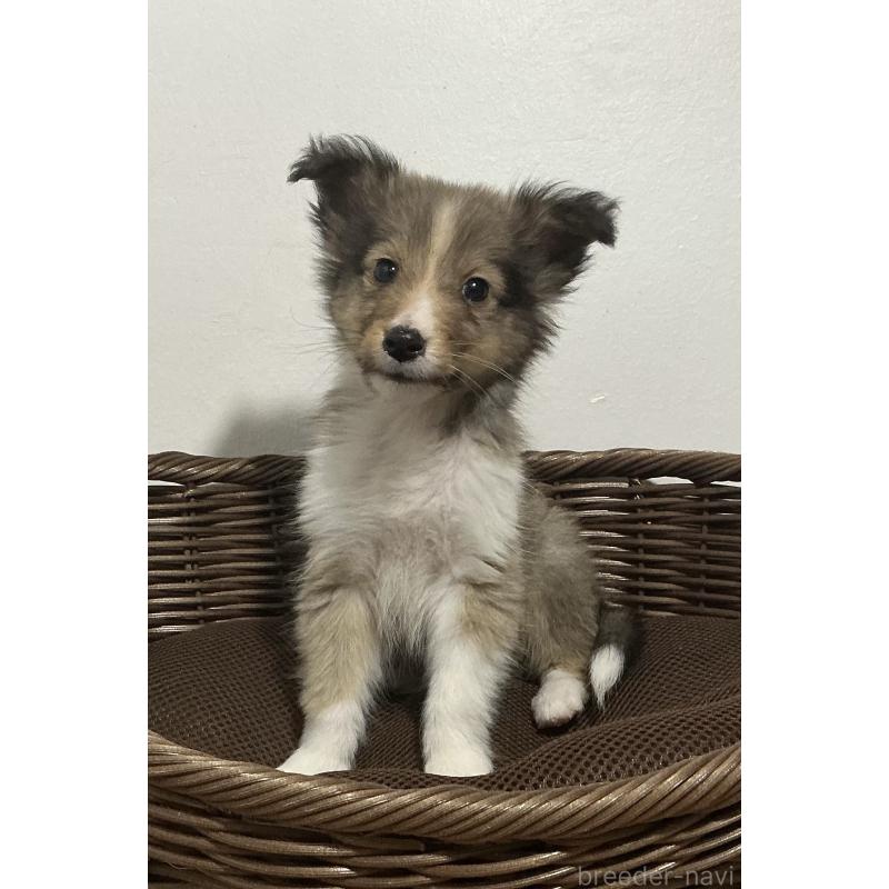 成約済の神奈川県のシェットランドシープドッグ(シェルティ)-423638の2枚目