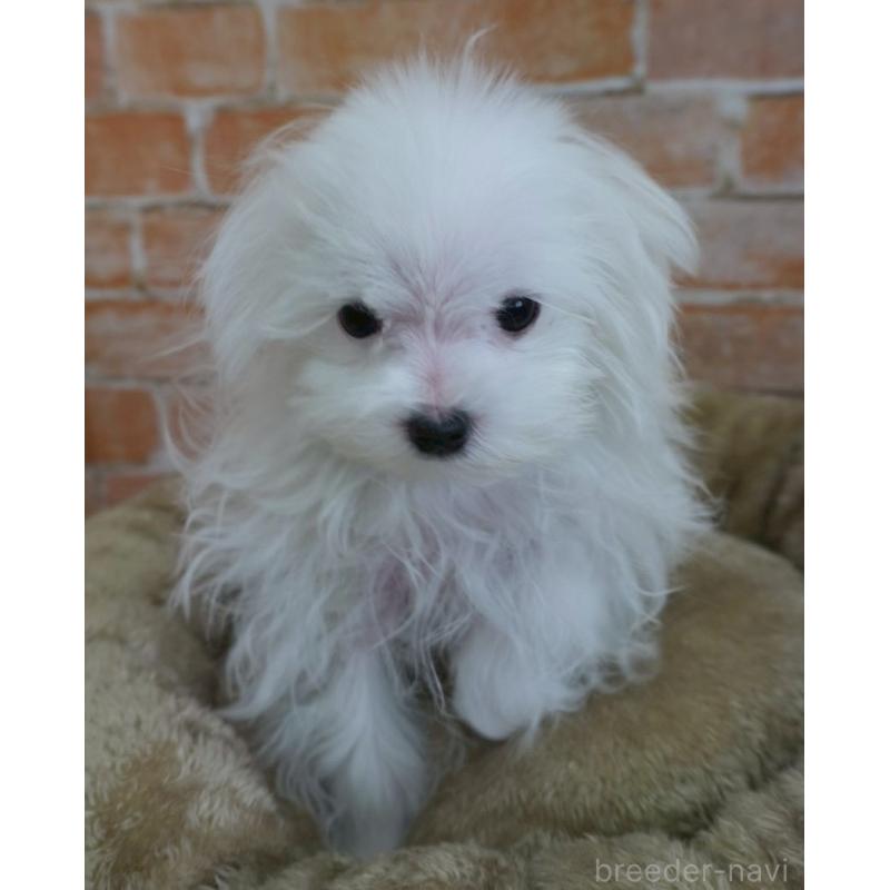 販売中の愛知県のマルチーズ-421599の2枚目
