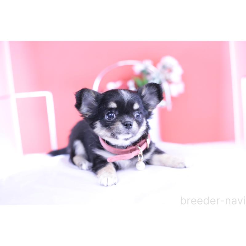 販売中の愛知県のチワワ(ロングコート)-424764の15枚目