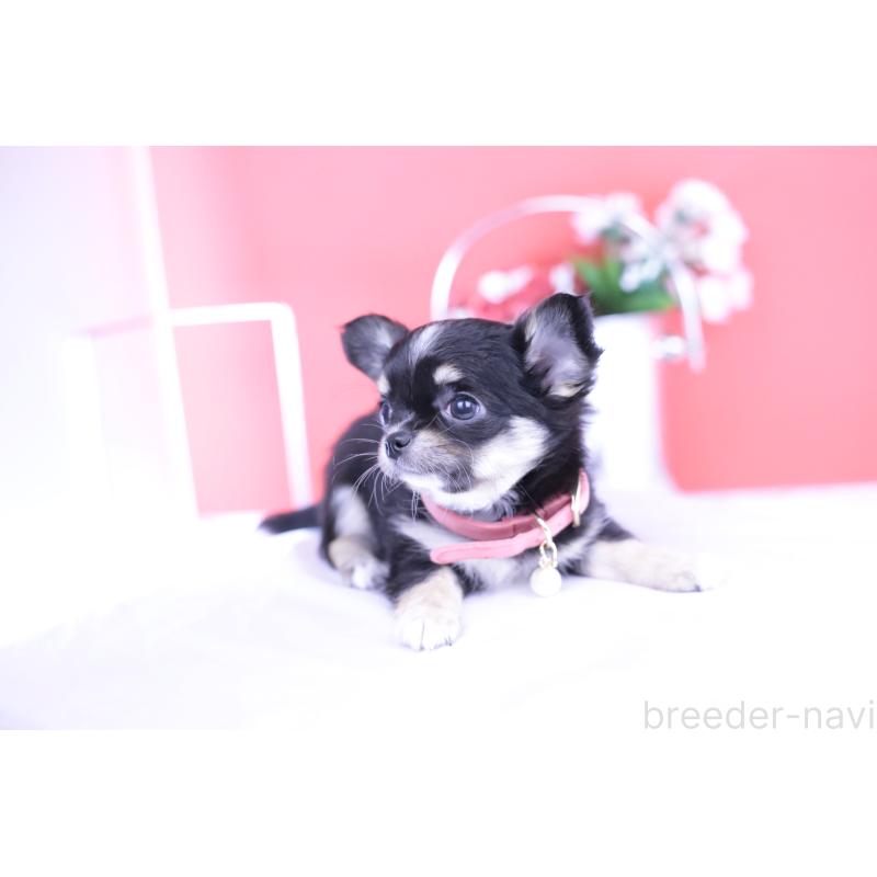 販売中の愛知県のチワワ(ロングコート)-424764の14枚目